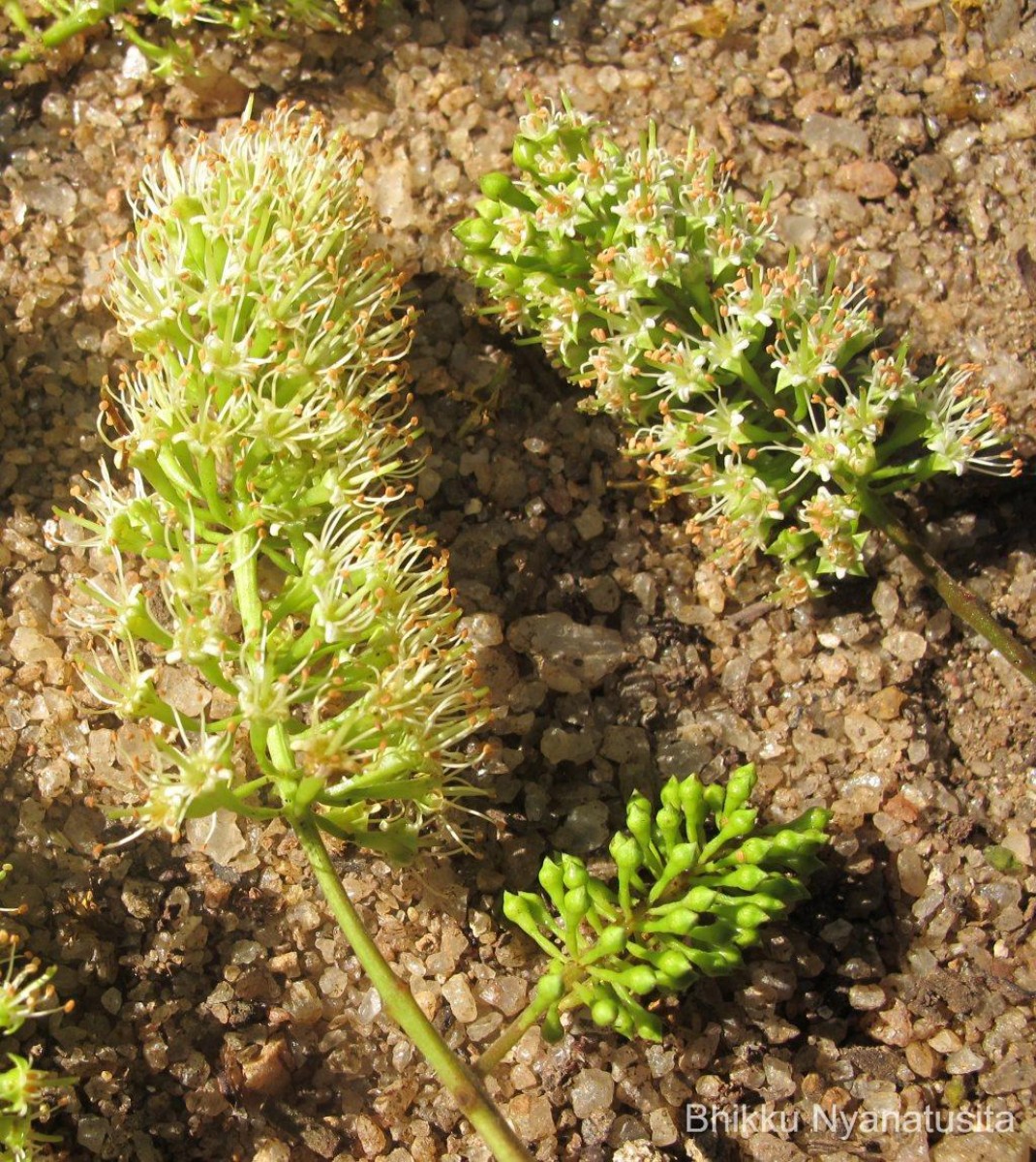 Combretum albidum G.DonRoxb. ex G.Don